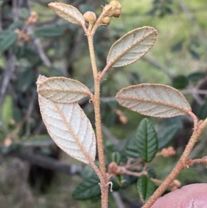 Pomaderris betulina at Molonglo Valley, ACT - 4 Jun 2023