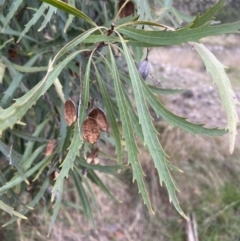 Lomatia myricoides (River Lomatia) at Molonglo Valley, ACT - 4 Jun 2023 by Steve_Bok