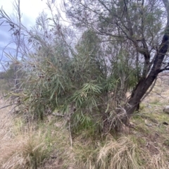 Lomatia myricoides at Molonglo Valley, ACT - 4 Jun 2023 03:42 PM