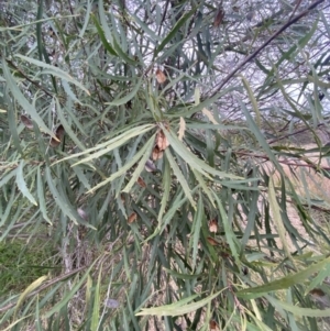 Lomatia myricoides at Molonglo Valley, ACT - 4 Jun 2023