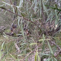 Lomatia myricoides at Molonglo Valley, ACT - 4 Jun 2023