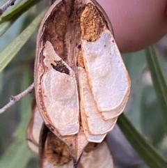 Lomatia myricoides at Molonglo Valley, ACT - 4 Jun 2023