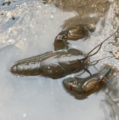 Cherax destructor at Molonglo Valley, ACT - 4 Jun 2023