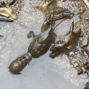 Cherax destructor at Molonglo Valley, ACT - 4 Jun 2023