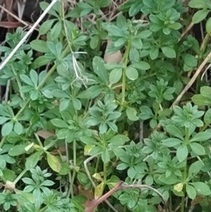 Galium aparine at Fadden, ACT - 4 Jun 2023