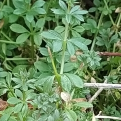 Galium aparine at Fadden, ACT - 4 Jun 2023