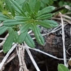 Galium aparine at Fadden, ACT - 4 Jun 2023 07:32 AM