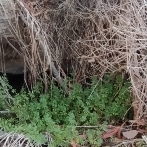 Galium aparine at Fadden, ACT - 4 Jun 2023