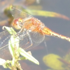 Diplacodes bipunctata (Wandering Percher) at Moorong, NSW - 15 Jan 2022 by RobParnell