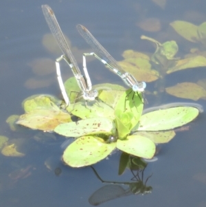 Austrolestes leda at Moorong, NSW - 15 Jan 2022 10:25 AM