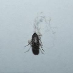 Ptilophorus sp. (genus) (Wedge-shaped beetle) at McKellar, ACT - 14 Apr 2023 by Birdy
