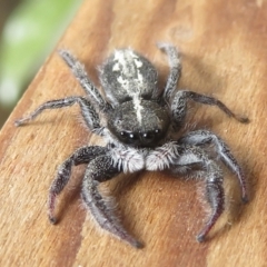 Ocrisiona leucocomis (White-flecked Crevice-dweller) at Narrabundah, ACT - 20 Jan 2022 by RobParnell