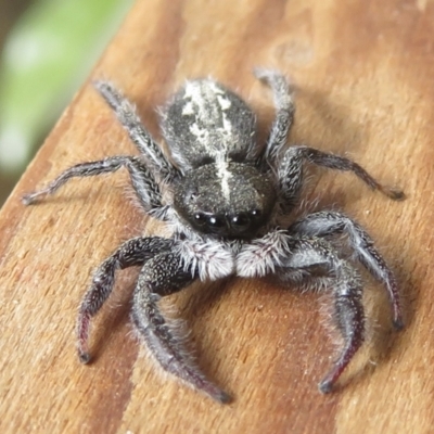 Ocrisiona leucocomis (White-flecked Crevice-dweller) at Narrabundah, ACT - 21 Jan 2022 by RobParnell