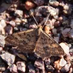 Scopula rubraria (Reddish Wave, Plantain Moth) at Deakin, ACT - 4 Jun 2023 by LisaH