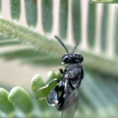 Chalcididae (family) (Unidentified chalcid wasp) at Nicholls, ACT - 4 Jun 2023 by Hejor1