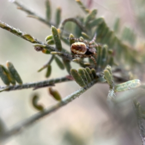 Socca pustulosa at Nicholls, ACT - 4 Jun 2023