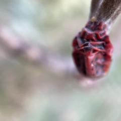 Icerya acaciae (Acacia mealy bug) at Nicholls, ACT - 4 Jun 2023 by Hejor1