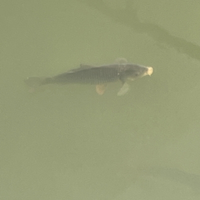 Cyprinus carpio (Common Carp) at Gungahlin Pond - 4 Jun 2023 by Hejor1