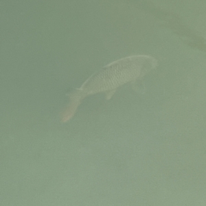 Cyprinus carpio at Nicholls, ACT - 4 Jun 2023 12:32 PM