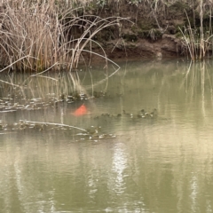 Cyprinus carpio at Nicholls, ACT - 4 Jun 2023 12:32 PM