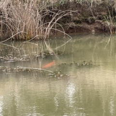 Cyprinus carpio at Nicholls, ACT - 4 Jun 2023 12:32 PM