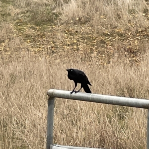 Corvus coronoides at Nicholls, ACT - 4 Jun 2023 12:40 PM