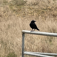 Corvus coronoides at Nicholls, ACT - 4 Jun 2023 12:40 PM