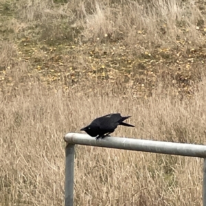 Corvus coronoides at Nicholls, ACT - 4 Jun 2023 12:40 PM