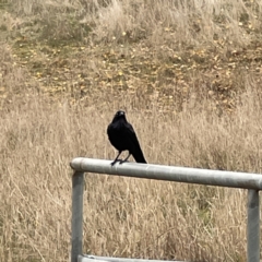 Corvus coronoides at Nicholls, ACT - 4 Jun 2023 12:40 PM