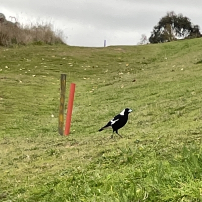 Gymnorhina tibicen (Australian Magpie) at Nicholls, ACT - 4 Jun 2023 by Hejor1