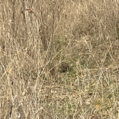 Synoicus ypsilophorus (Brown Quail) at Gungahlin Pond - 4 Jun 2023 by Hejor1