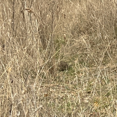 Synoicus ypsilophorus (Brown Quail) at Gungahlin Pond - 4 Jun 2023 by Hejor1