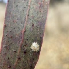 Glycaspis sp. (genus) (Unidentified sugary lerp) at Gungahlin Pond - 4 Jun 2023 by Hejor1