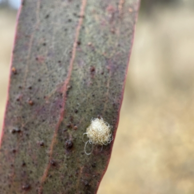 Glycaspis sp. (genus) (Unidentified sugary lerp) at Nicholls, ACT - 4 Jun 2023 by Hejor1