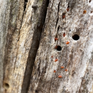 Heterotextus sp. at Nicholls, ACT - 4 Jun 2023 01:03 PM