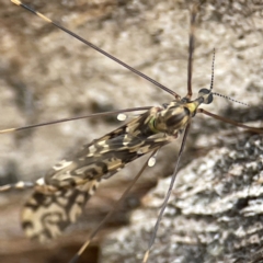 Discobola sp. (genus) (A crane fly) at Nicholls, ACT - 4 Jun 2023 by Hejor1