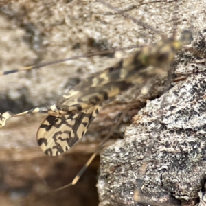 Discobola sp. (genus) at Nicholls, ACT - 4 Jun 2023