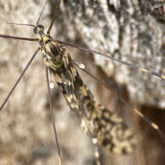 Discobola sp. (genus) at Nicholls, ACT - 4 Jun 2023