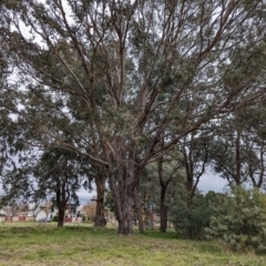Eucalyptus cinerea (Argyle Apple) at Watson, ACT - 4 Jun 2023 by AniseStar