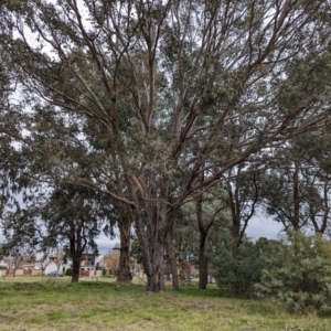 Eucalyptus cinerea at Watson, ACT - 4 Jun 2023