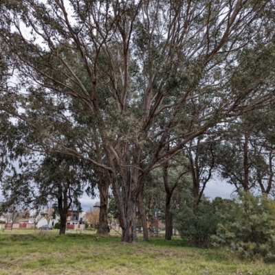 Eucalyptus cinerea (Argyle Apple) at Watson, ACT - 4 Jun 2023 by AniseStar