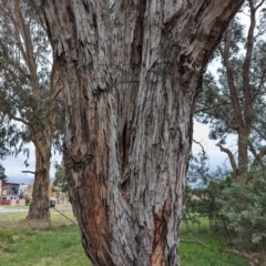 Eucalyptus cinerea at Watson, ACT - 4 Jun 2023