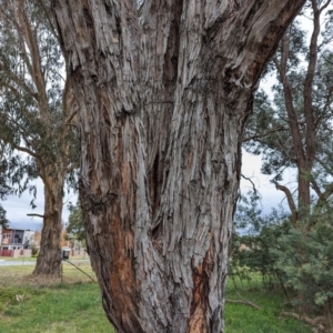 Eucalyptus cinerea at Watson, ACT - 4 Jun 2023 03:25 PM