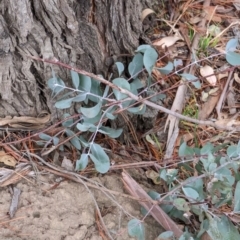 Eucalyptus cinerea at Watson, ACT - 4 Jun 2023 03:25 PM