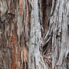 Eucalyptus cinerea at Watson, ACT - 4 Jun 2023