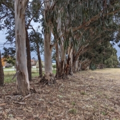 Eucalyptus bicostata (Southern Blue Gum, Eurabbie) at Watson, ACT - 4 Jun 2023 by AniseStar