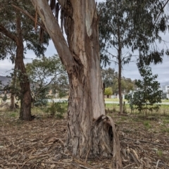 Eucalyptus globulus subsp. bicostata at Watson, ACT - 4 Jun 2023