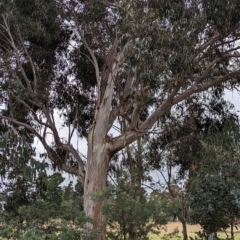 Eucalyptus globulus subsp. bicostata (Southern Blue Gum, Eurabbie) at Watson, ACT - 4 Jun 2023 by AniseStar