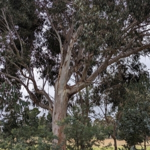 Eucalyptus globulus subsp. bicostata at Watson, ACT - 4 Jun 2023