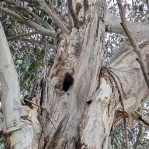 Eucalyptus globulus subsp. bicostata at Watson, ACT - 4 Jun 2023 03:00 PM